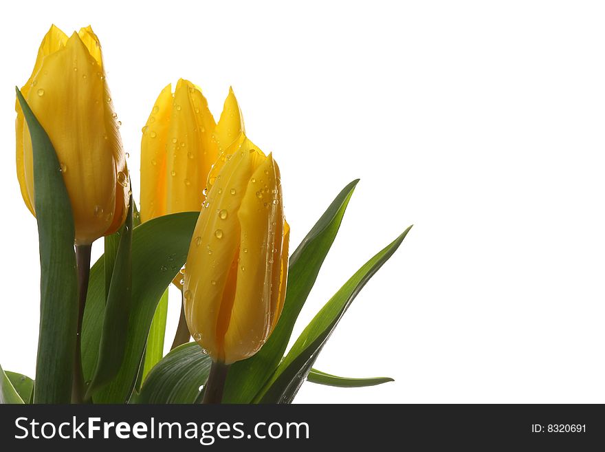 Yellow tulips and green leaves on a light background. Yellow tulips and green leaves on a light background.