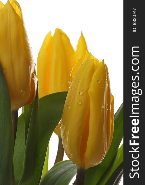 Yellow tulips and green leaves on a white background. Yellow tulips and green leaves on a white background.