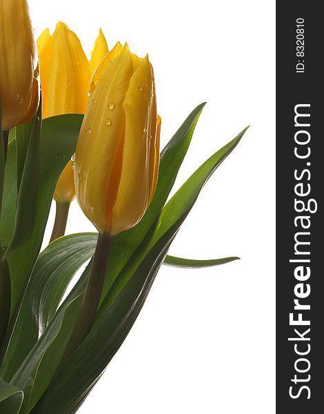 Yellow tulips on a white background. Yellow tulips on a white background.