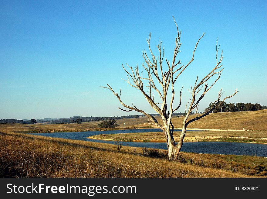 Single tree in a field with a watercourse. Single tree in a field with a watercourse