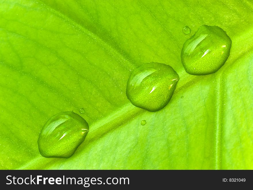 Green Sheet Background With Raindrops. Close Up