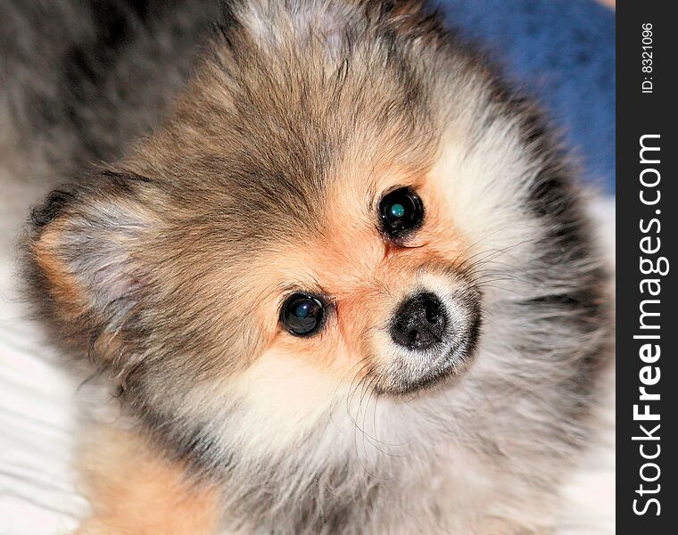 Pomeranian puppy laying on a bed doing the puppy head tilt