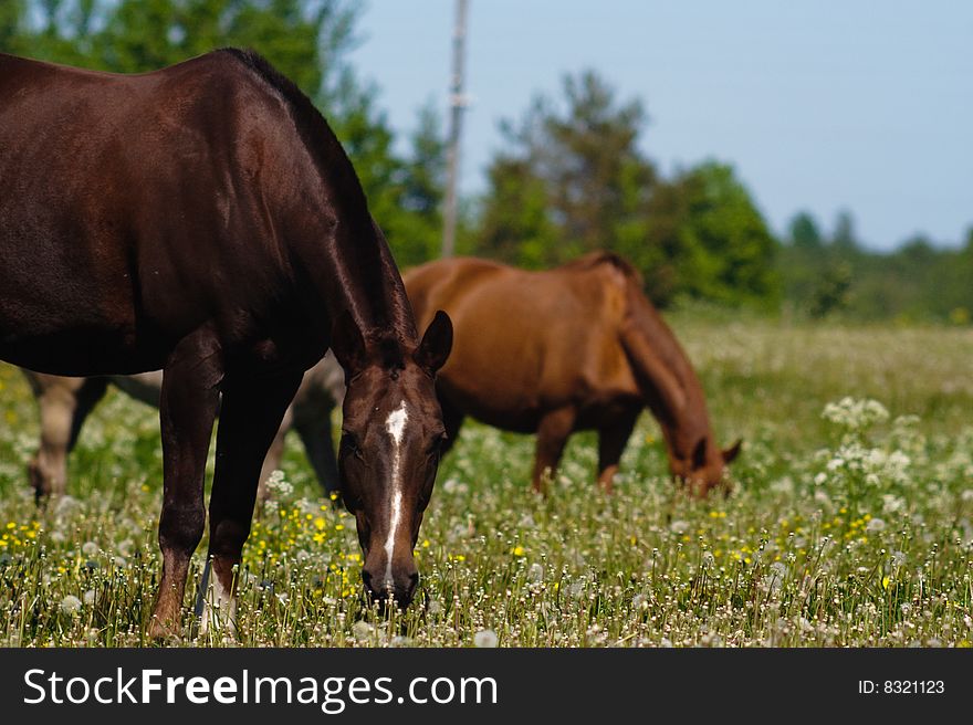 Two Horses on a field.