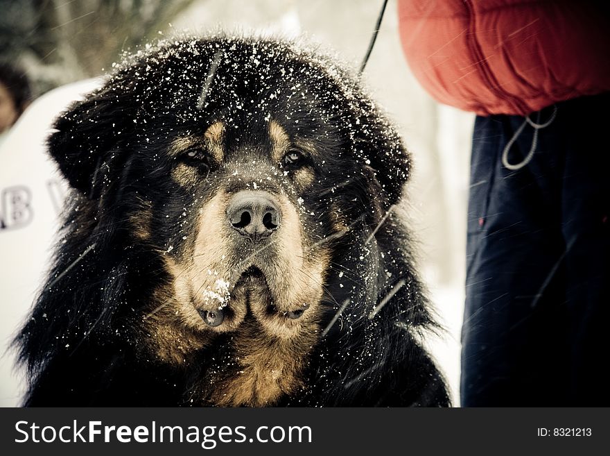 A large sad-looking dog in heavy snowfall.