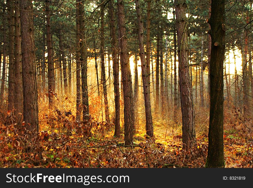 Sunset in a forest looking like fire. Sunset in a forest looking like fire