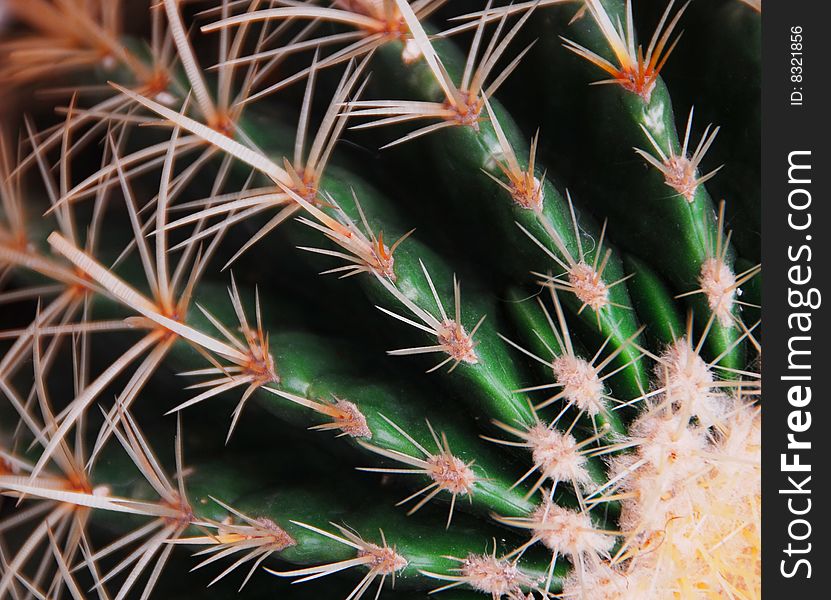 A drought-resistant species of cactus.
