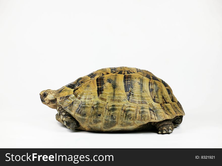 Profile of a Yellow Tortoise