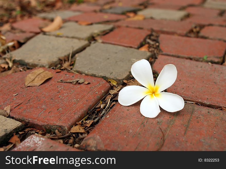 A frangipani flower fallen on bricks with wilted leaves. A frangipani flower fallen on bricks with wilted leaves.