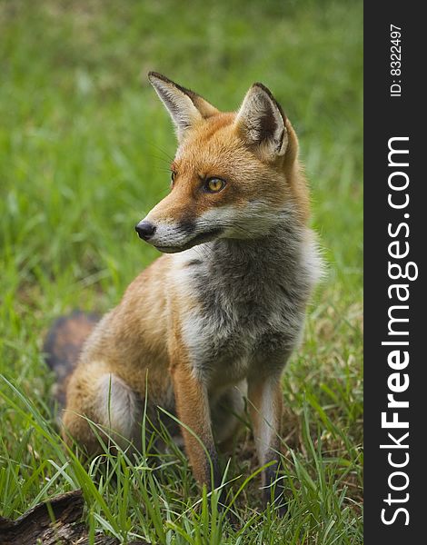 Red fox posing for a portrait on a summers day. Red fox posing for a portrait on a summers day