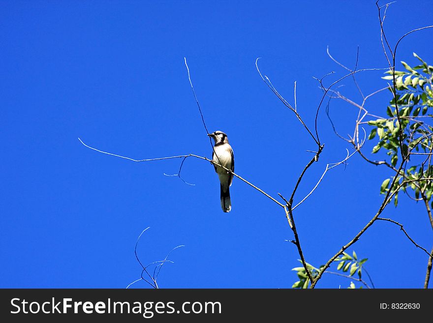 Mother bluejay sitting on a branch high in a tree during the summer