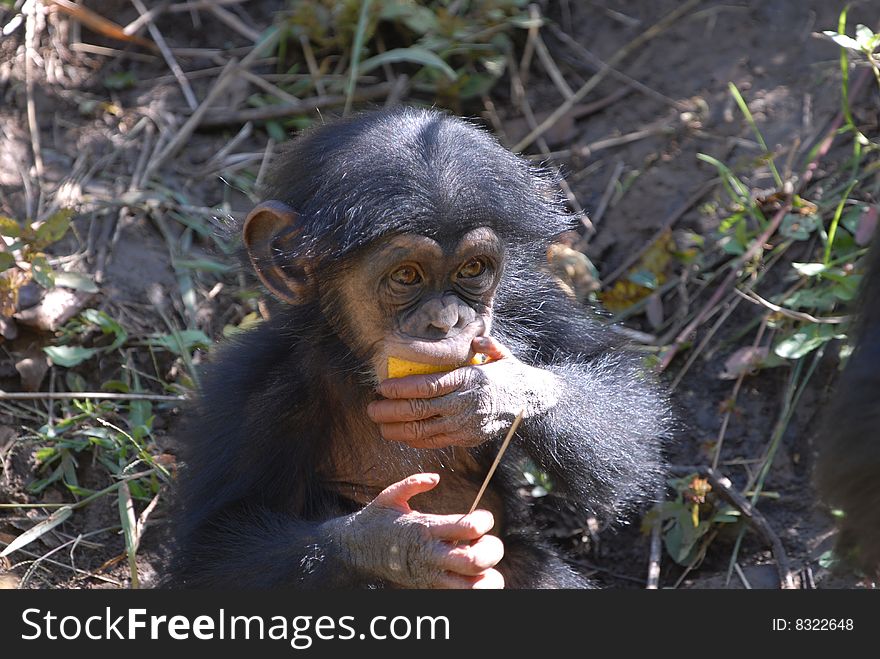 An adorable young chimpanzee enjoying an orange.