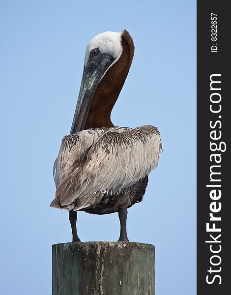 Brown Pelican perched on a pole