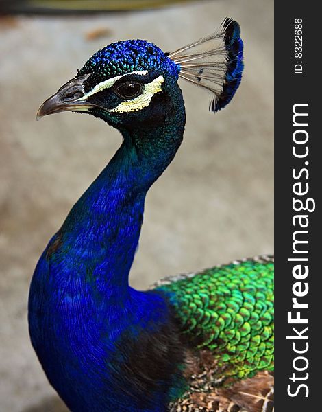 Bright multi colored peacock closeup at a zoo in America