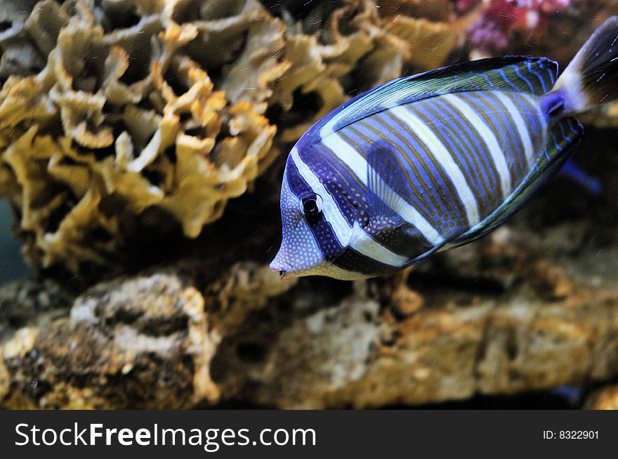 Underwater image of a tropical marine fish