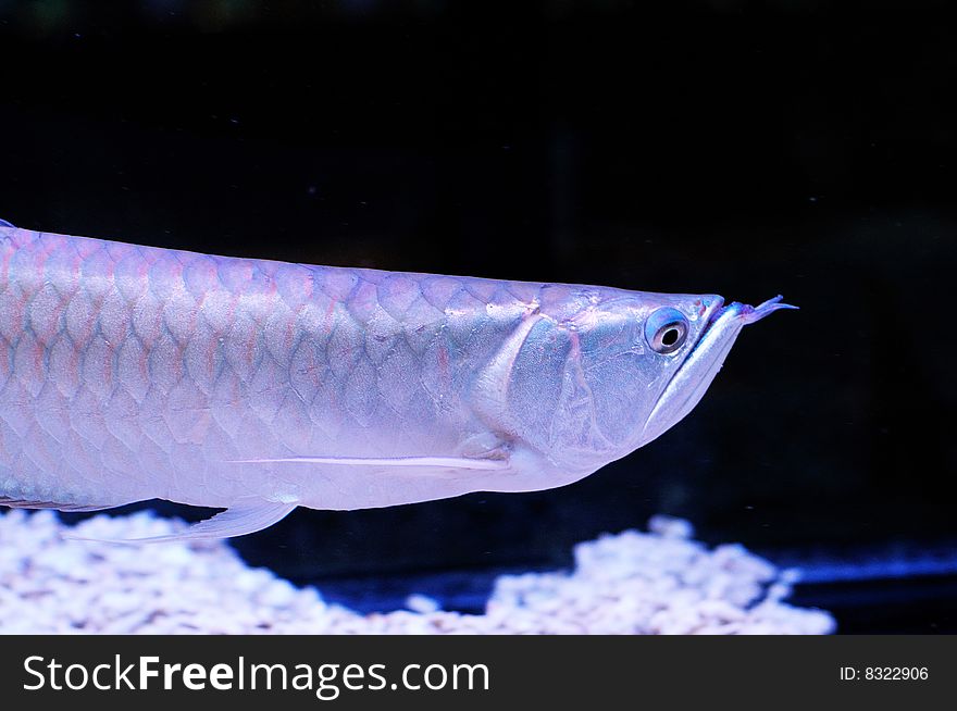 Underwater image of a beautiful marine fish