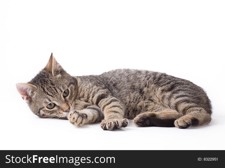 Striped kitten, isolated on white