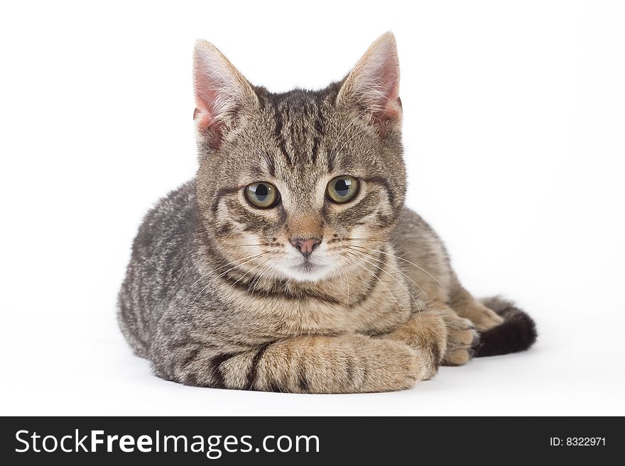 Striped Kitten, Isolated