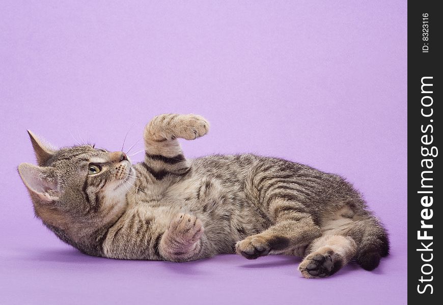 Striped kitten, isolated on purple