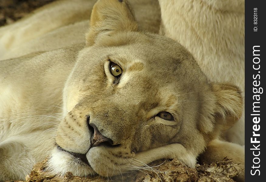 A Lioness looking  at the camera.