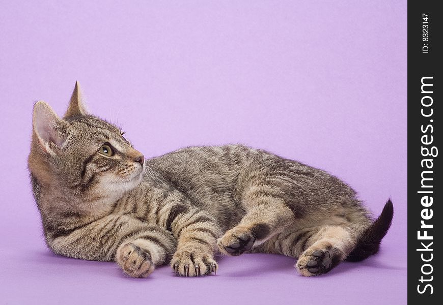 Striped kitten, isolated on purple