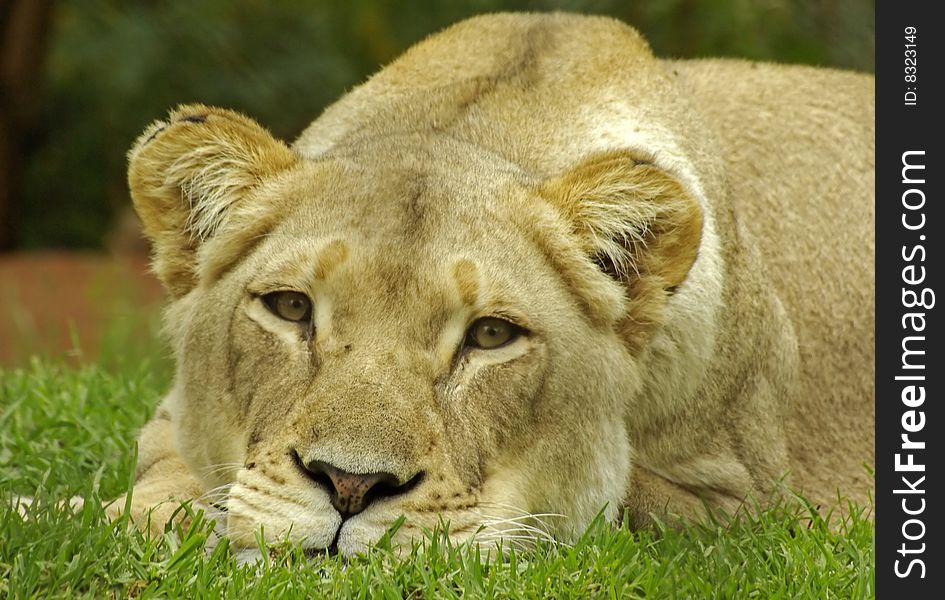 A Lioness looking  at the camera.