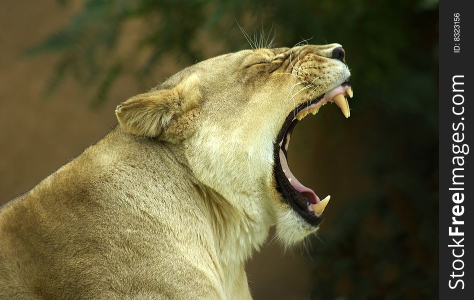 A Lioness yawning, showing her teeth.