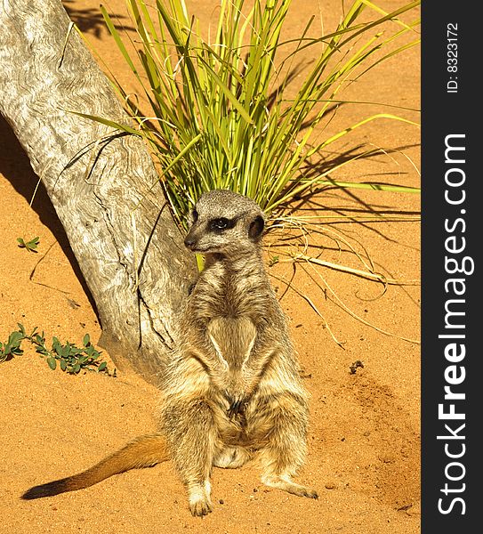 A Meerkat sitting up, watching to its' right.