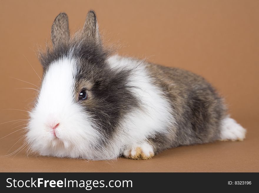 Spotted bunny isolated on brown background