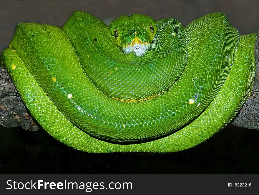 A Green Treee Python on a branch. A Green Treee Python on a branch.