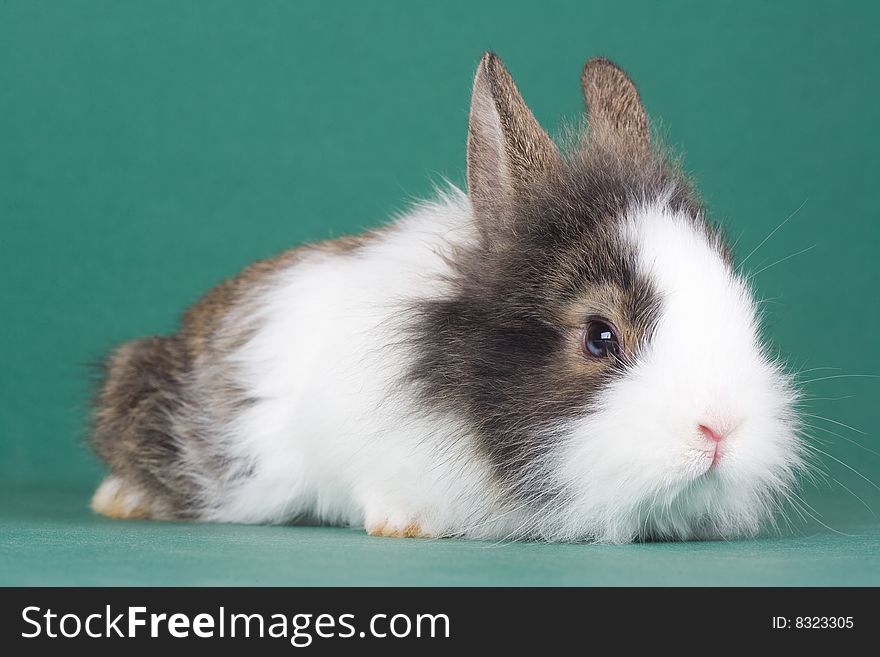 Spotted bunny isolated on green background