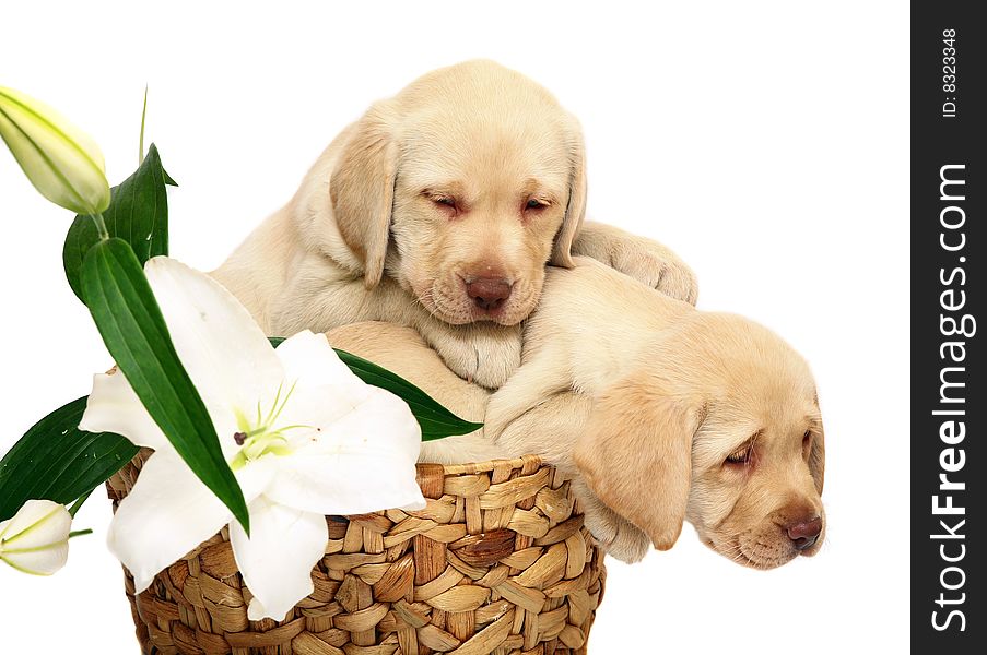 Puppies With A Flower In A Basket.