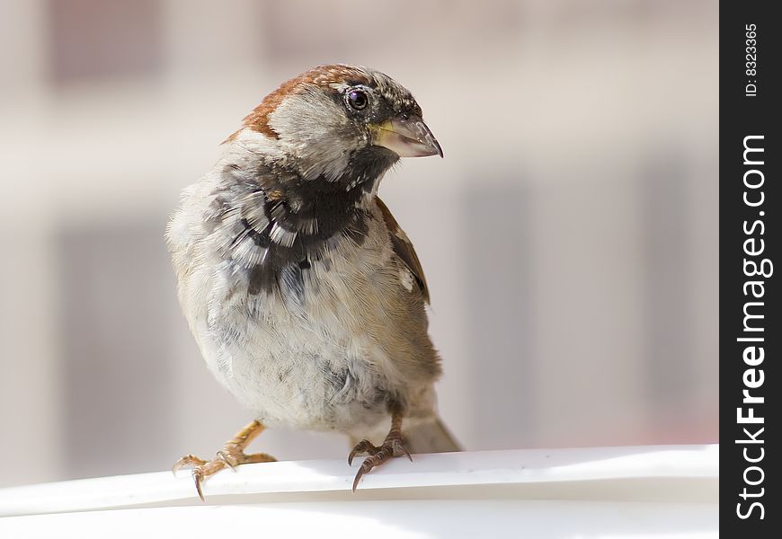Urban sparrow sitting on the back of a chair