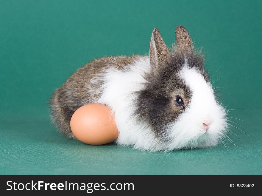 Spotted bunny with eggs isolated on green background