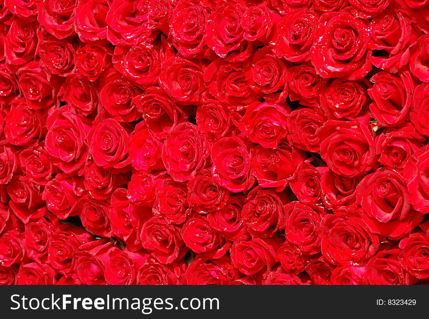 Close-up shot of a wall made by bunches of roses. Close-up shot of a wall made by bunches of roses