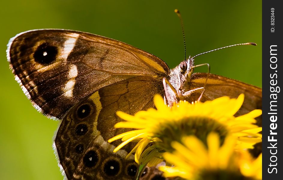 A colorful Butterfly stays at a flower.