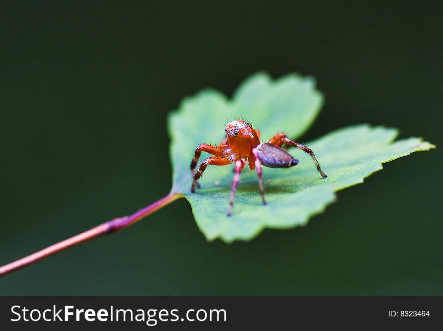 A macro shot of a spider in the jungle