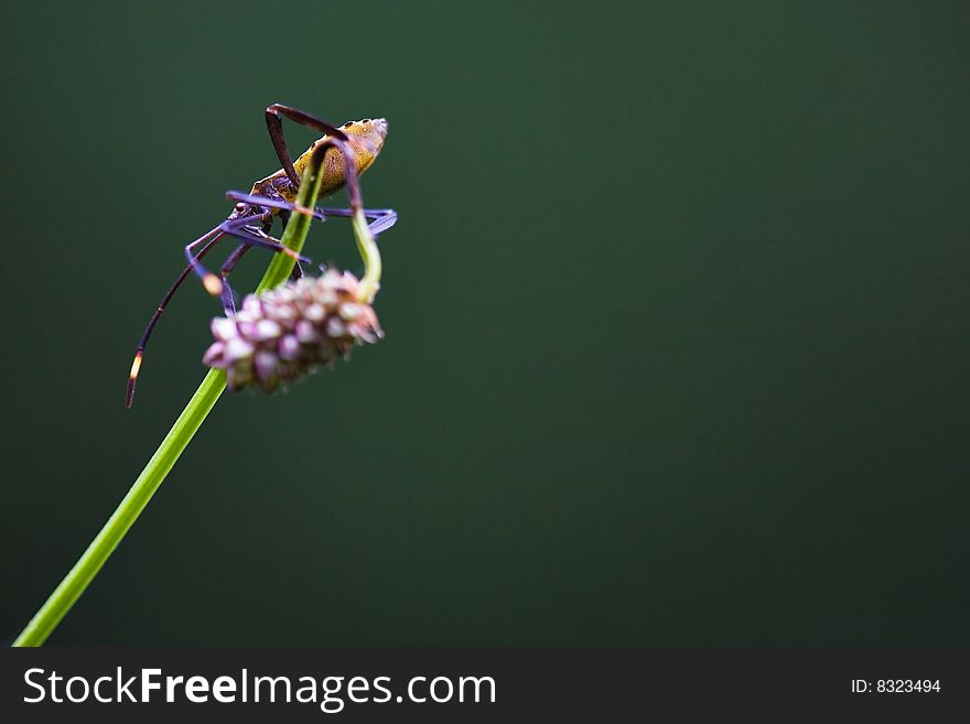 The beautiful photographic image. insects on flowers.