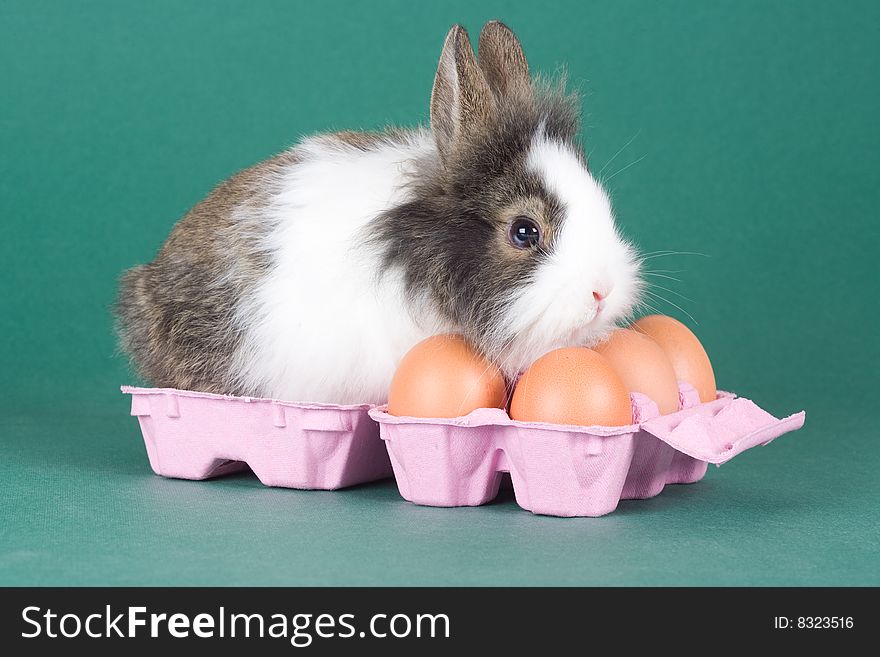 Spotted bunny with eggs isolated on green background