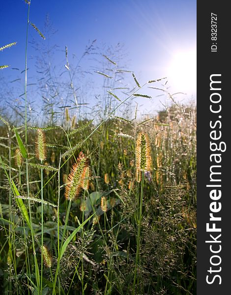 Wild grass back-lit with golden sunlight,insect perched on one seed pod,background blurry,visible clear blue sky and sun. Wild grass back-lit with golden sunlight,insect perched on one seed pod,background blurry,visible clear blue sky and sun