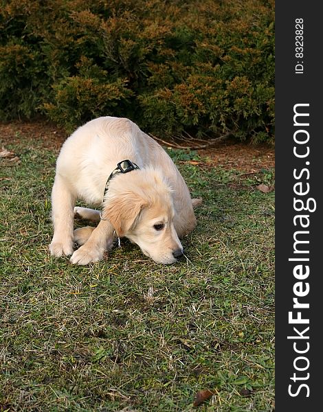 A close-up photo of puppy of golden retriever sniffing something. A close-up photo of puppy of golden retriever sniffing something