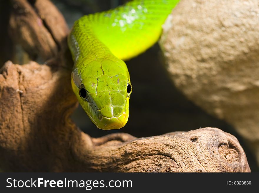 Red Tailed Racer (Gonyosoma oxycephala) - detail of head