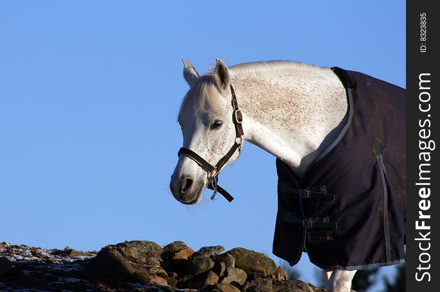 Beautiful white horse climbing a hill. Beautiful white horse climbing a hill