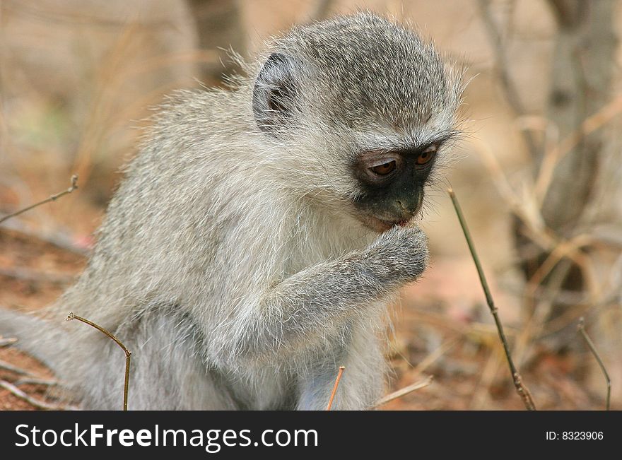 A Monkey sitting on the ground in africa eating some seeds. A Monkey sitting on the ground in africa eating some seeds