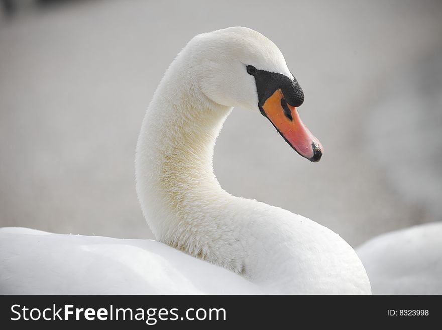 Closeup White swan rest on the sun