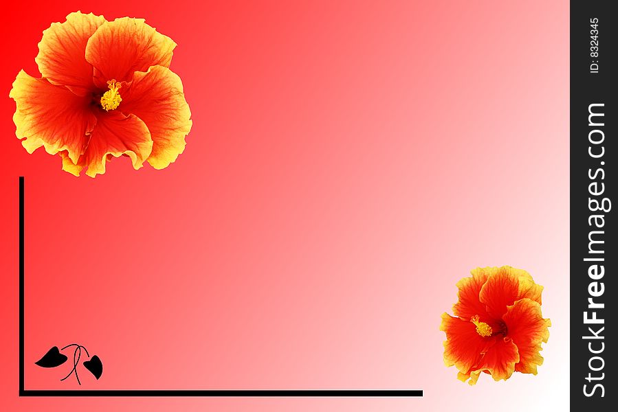 Two hibiscus flowers on a watermelon background