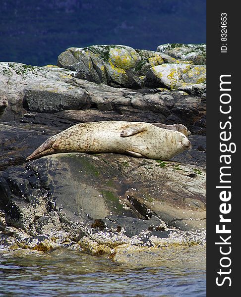 White seal resting on the rock at loch carron, scotland. White seal resting on the rock at loch carron, scotland