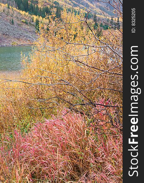 Aspen trees in the fall at Maroon bells