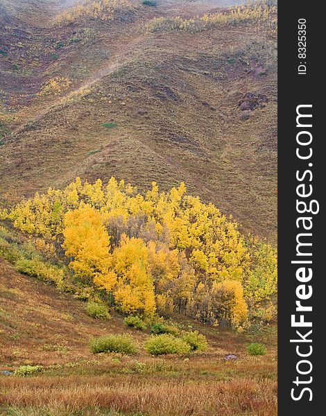 Aspen trees in the fall at Maroon bells