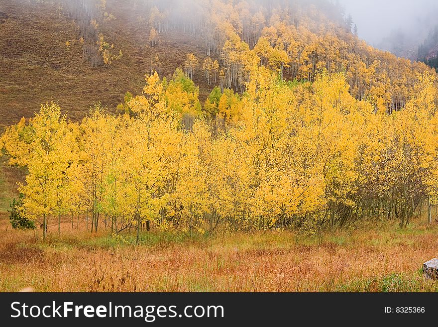 Aspen trees in the fall at Maroon bells