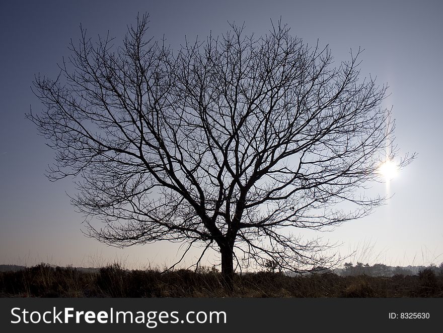 A sillhouette of a tree with the sun in the background. A sillhouette of a tree with the sun in the background